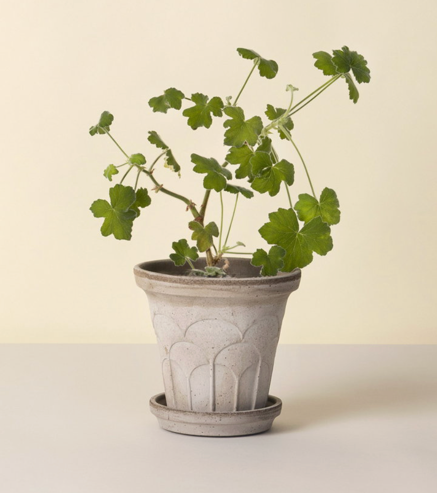 Fleur Raw Grey 12cm Pot