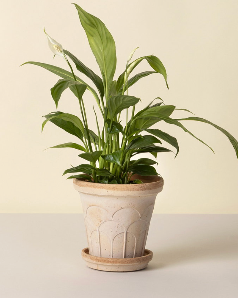 Fleur Raw Rosa 12cm Pot